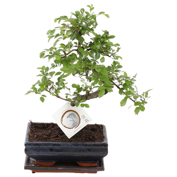Bonsai 'zelkova' In Ø20cm Ceramic S-shape With Sau