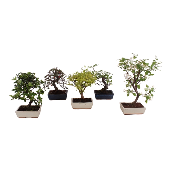 Bonsai Outdoor Deluxe Ø20cm