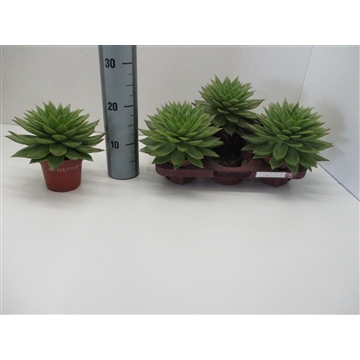 Echeveria Agavoides Ebony Red Lips