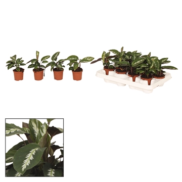 Calathea 7cm Mauiqueen