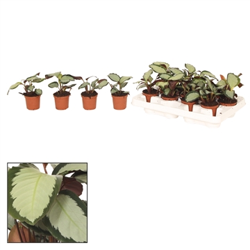 Calathea 7cm Picturata