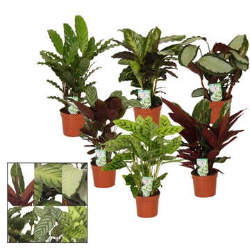 Calathea 12cm gemengd D2