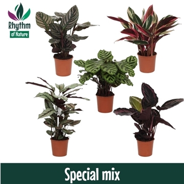 Calathea 14cm Special Mix Rhythm of Nature