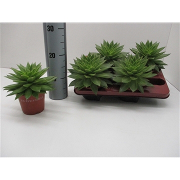 Echeveria Agavoides Ebony Red Lips