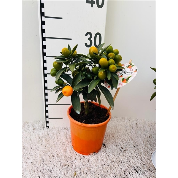 Citrus Kumquat Hindsii ministem ''Oksana'' (KUMH12MST) FloraXchange