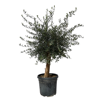 Olea Lorc 50cm