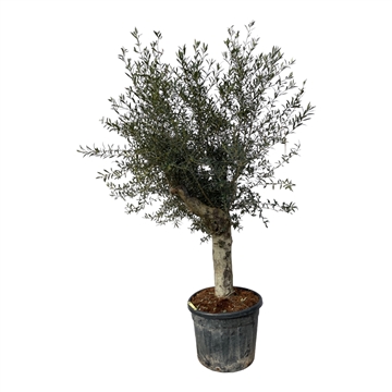 Olea Lorc XL 55cm