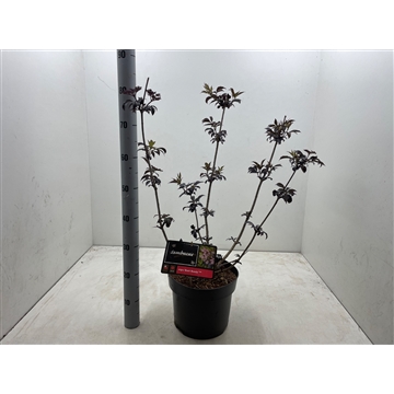 Sambucus nigra &#39;Black beauty&#39; C7,5