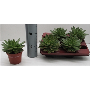 Echeveria Agavoides 204