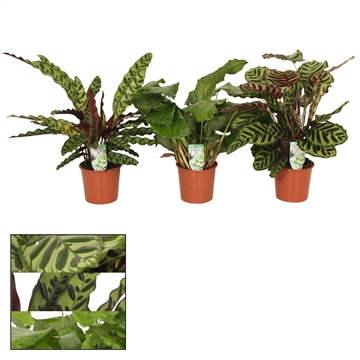 Calathea 17cm Special mix