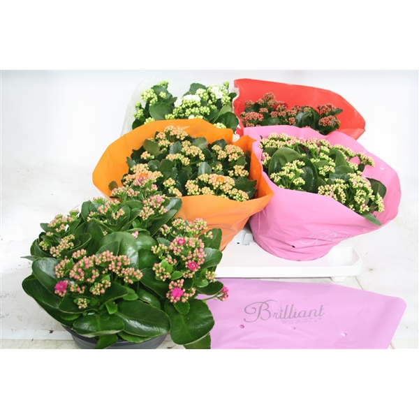 Gevuld Brilliant Gemengd (schalen)