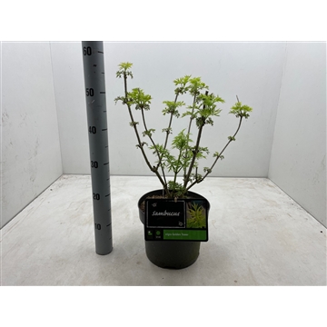 Sambucus nigra ‘Golden Tower’ C5