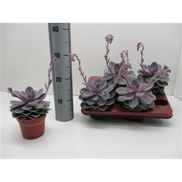 Echeveria Perle von Nurnberg met Bloem