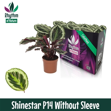 Calathea 14cm Shinestar Rhythm of Nature zonder hoes