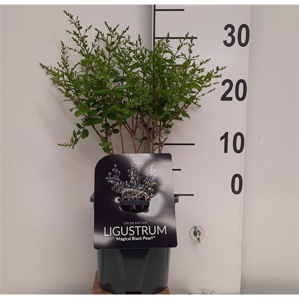 Ligustrum vul. 'Magical Black Pearl' (PWLIVMBP) - FloraXchange