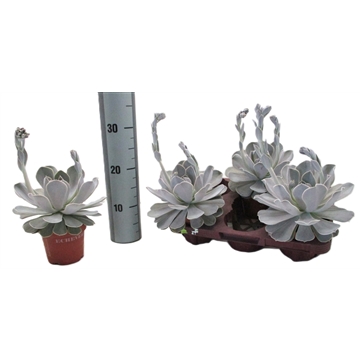 Echeveria Trebbori met Bloem
