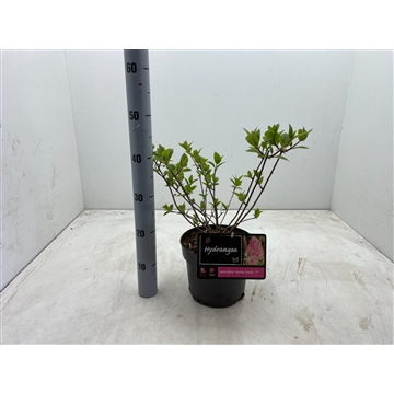 Hydrangea paniculata &#39;Sundae Fraise&#39; C4