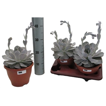 Echeveria Trebbori met Bloem