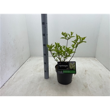Hydrangea paniculata Skyfall