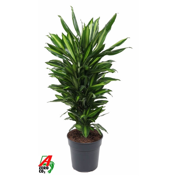 Drac Cintho Vertakt črepník 24 cm