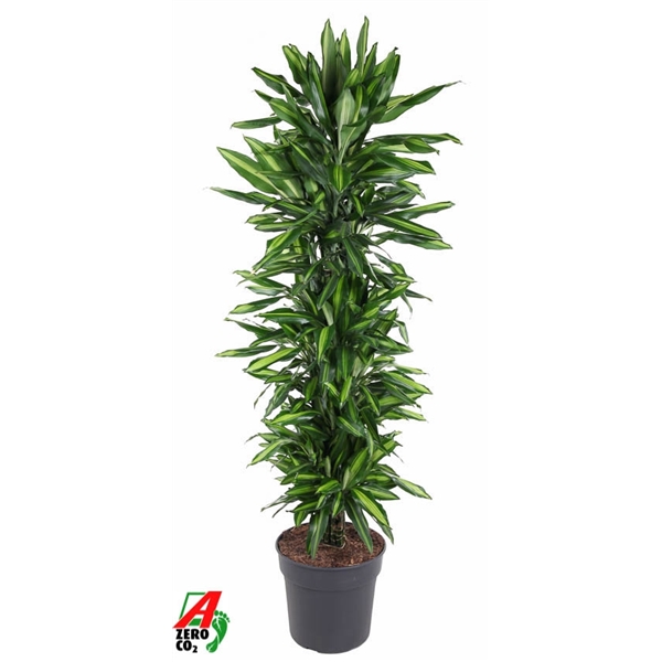 Drac Cintho Vertakt črepník 34 cm