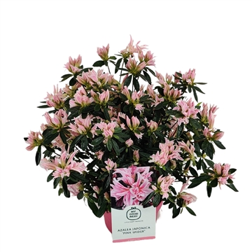 Azalea japonica 35/P17 'Pink Spider' (AJ17PS) - FloraXchange
