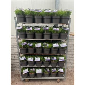 Lavandula angustifolia &#39;Munstead&#39; C5 kar