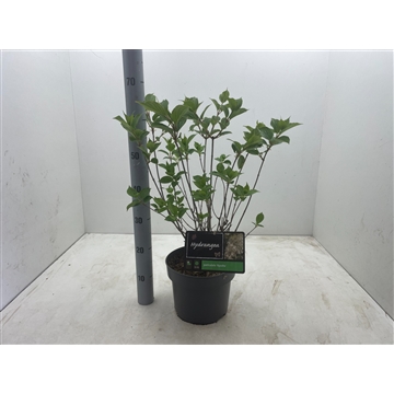 Hydrangea paniculata &#39;Kyushu&#39; C5