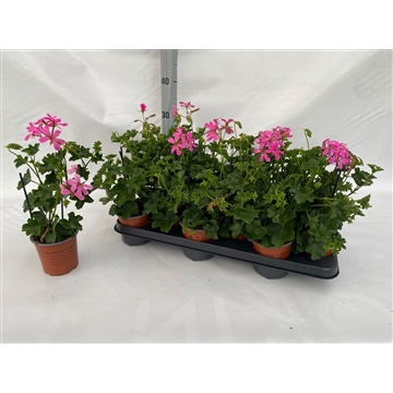 Balcon lila