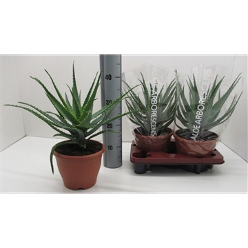 Aloe Arborescens