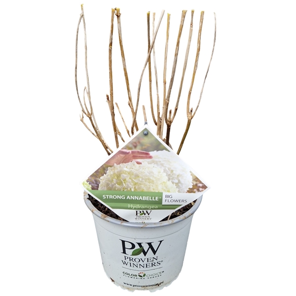 Hydrangea Arb. 'strong Annabelle'