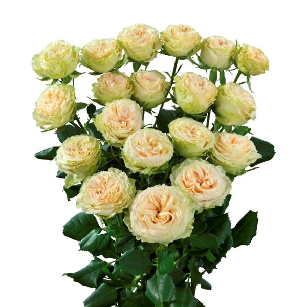 R Tr Summerrose 60cm (Summer60) - FloraXchange