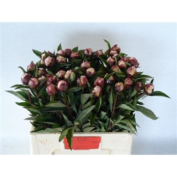 PAEO L GARDENIA