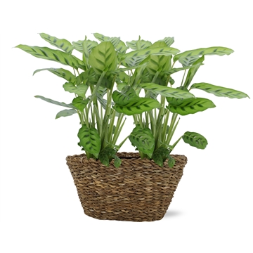Calathea Leopardina 12cm in Mand Fenne duo