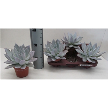 Echeveria Mexican Giant