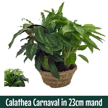 Calathea Carnaval 23cm in Mand Sabella