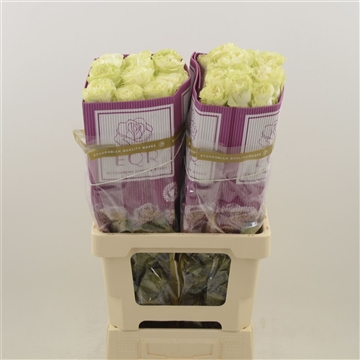 Rosa gr Moonstone
