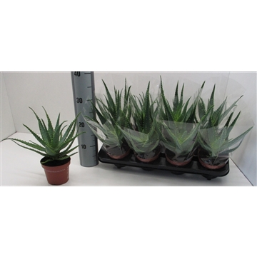 Aloe Arborescens