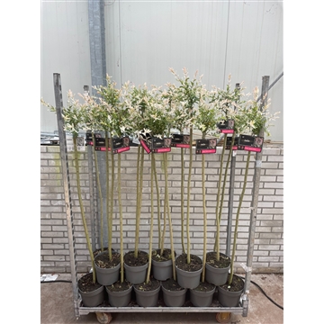 Salix integra &#39;Hakuro-nishiki&#39; 120cm stam C5 Kar