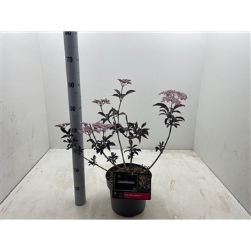 Sambucus nigra &#39;Black Beauty&#39; C5