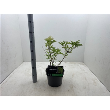 Sambucus nigra &#39;Gold Spark&#39; C5