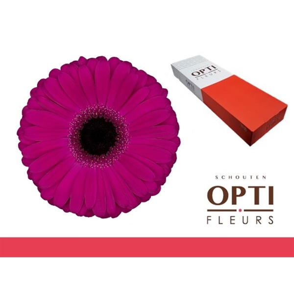 Gerbera Aladin 45cm Ø10cm