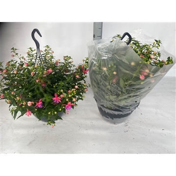 fuchsia campanella