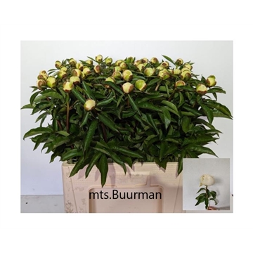 duchesse de nemours