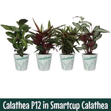 Calathea 12cm Calathea Smartcup