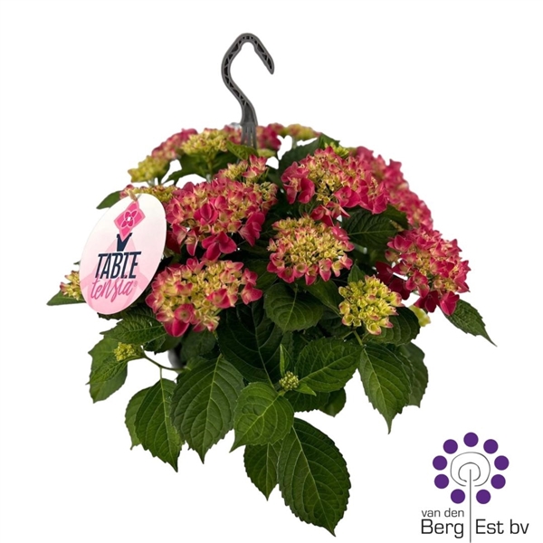 Hydrangea Table Tensia (HYTATE) FloraXchange