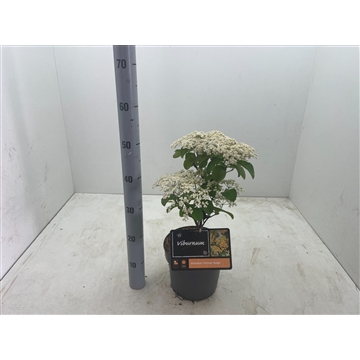 Viburnum dilatatum &#39;Micheal Dodge&#39; C5