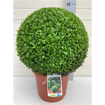 Buxus