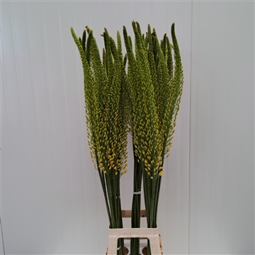 Eremurus Tapdance120