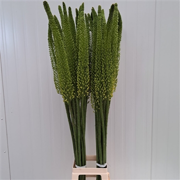 Eremurus Bolero 130